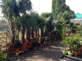 magasin de plantes artificielles strasbourg Jardins Issler