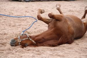 centre de randonnee equestre strasbourg Rand Okla Dibling Walter Veronique