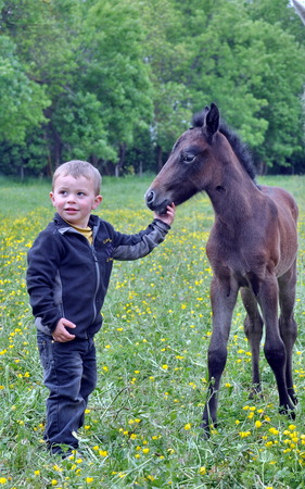 eleveur de chevaux strasbourg Elevage de Chance