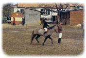 club d equitation strasbourg Poney CLub d'Alsace