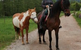 entraineur de chevaux strasbourg Stéphanie Erhard - Enseignante en équitation