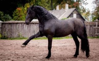 entraineur de chevaux strasbourg Stéphanie Erhard - Enseignante en équitation