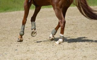 entraineur de chevaux strasbourg Stéphanie Erhard - Enseignante en équitation