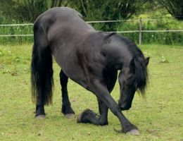 entraineur de chevaux strasbourg Stéphanie Erhard - Enseignante en équitation