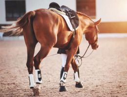 entraineur de chevaux strasbourg Stéphanie Erhard - Enseignante en équitation