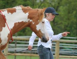 entraineur de chevaux strasbourg Stéphanie Erhard - Enseignante en équitation