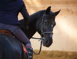 entraineur de chevaux strasbourg Stéphanie Erhard - Enseignante en équitation