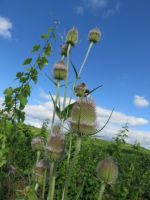 vignoble strasbourg Lissner - Vins d'Alsace sauvages, libres et vivants, et ... bios.