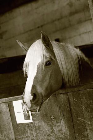 centre de randonnee equestre strasbourg Ferme équestre wintzenheim