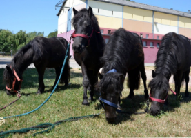 eleveur de chevaux strasbourg Centre équestre des Deux-Rives