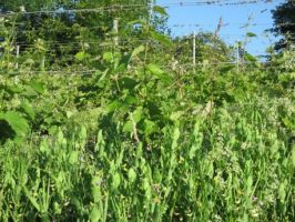 vignoble strasbourg Lissner - Vins d'Alsace sauvages, libres et vivants, et ... bios.