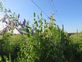 vignoble strasbourg Lissner - Vins d'Alsace sauvages, libres et vivants, et ... bios.